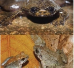 prof-djoko-iskandar-opening-science-development-gate-by-discovering-new-frog-species