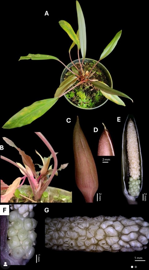 Institut Teknologi Bandung