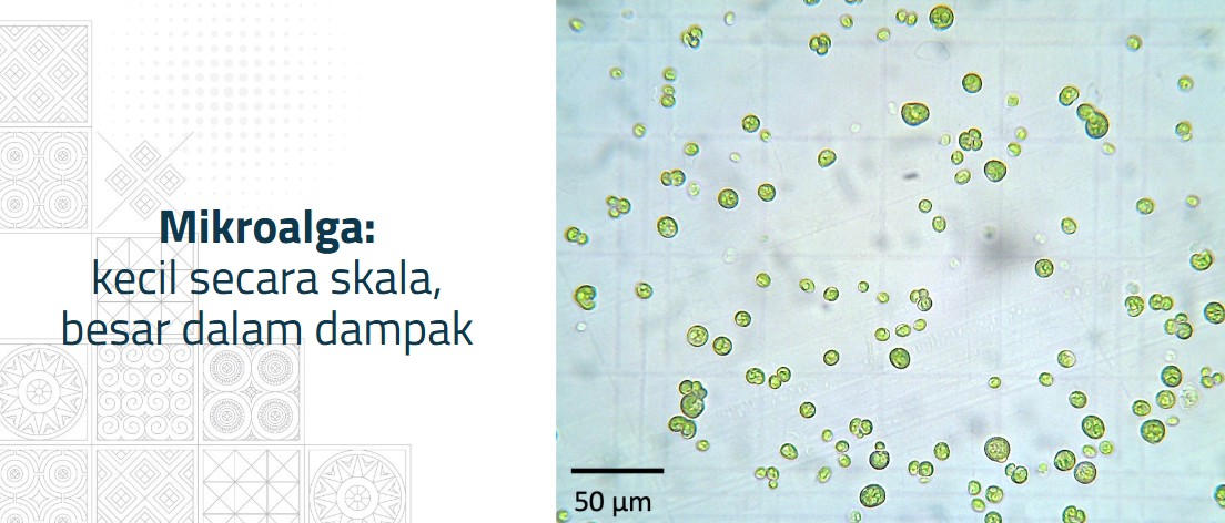 young-itb-lecturer-develops-microalgae-for-carbon-capture-and-climate-change-mitigation