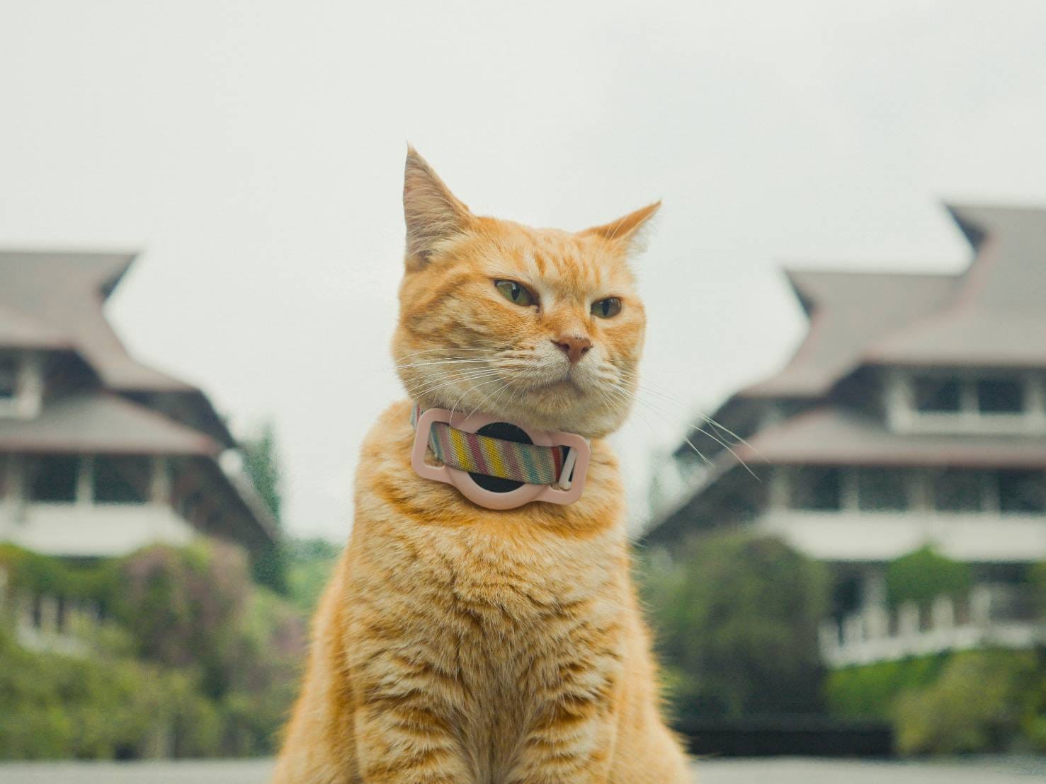 meong-kisah-kucing-itb-yang-antarkan-lfm-raih-penghargaan-internasional-nextscene-kids-youth-film-festival