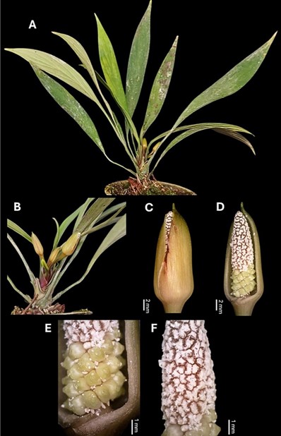 unggahan-di-media-sosial-picu-penemuan-spesies-baru-herbarium-bandungense-itb-dan-brin-ungkap-tiga-homalomena-baru-dari-sumatra