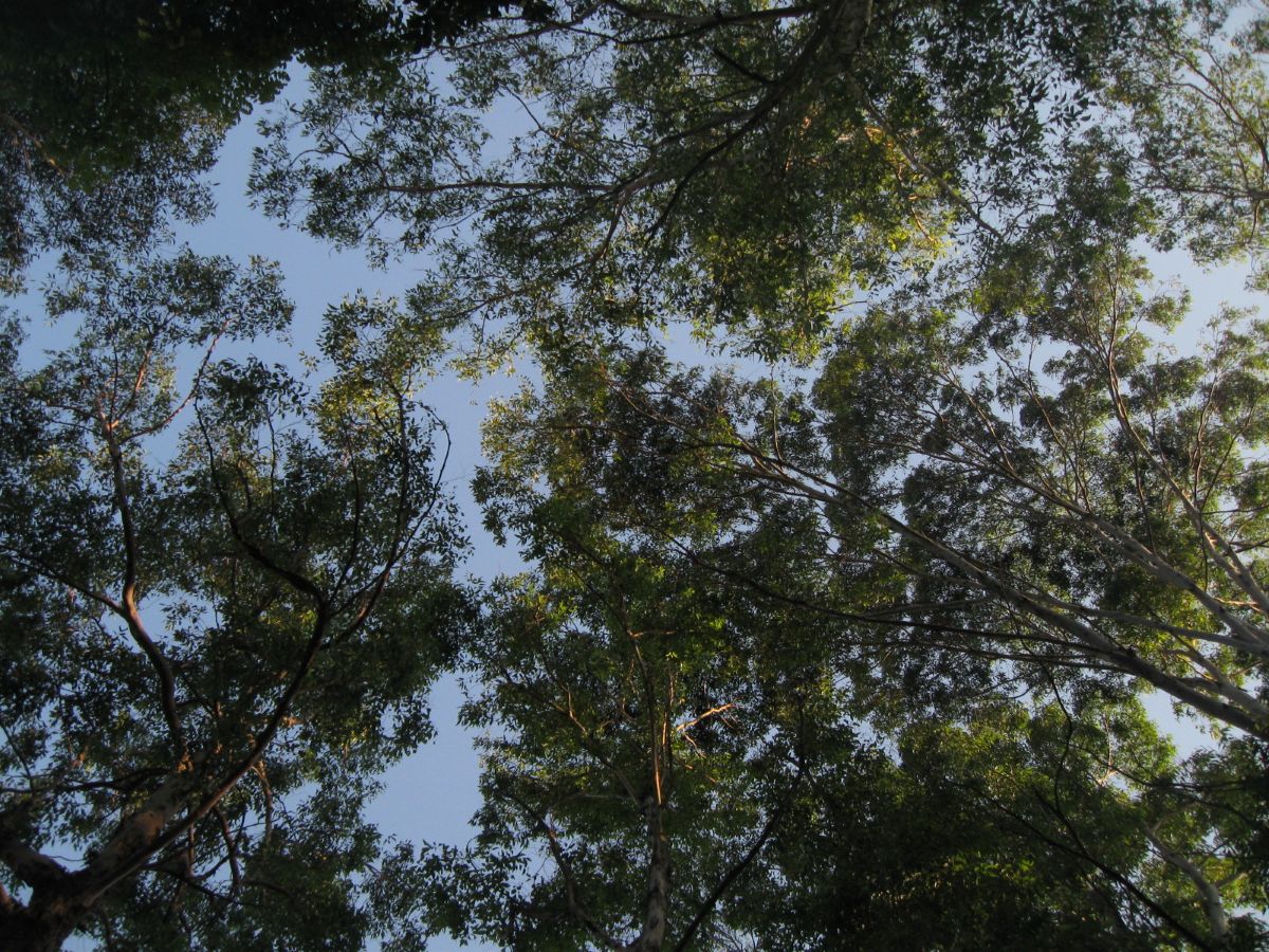 ahli-itb-jelaskan-peran-hutan-alami-yang-tidak-tergantikan-dalam-mencegah-banjir-dan-longsor