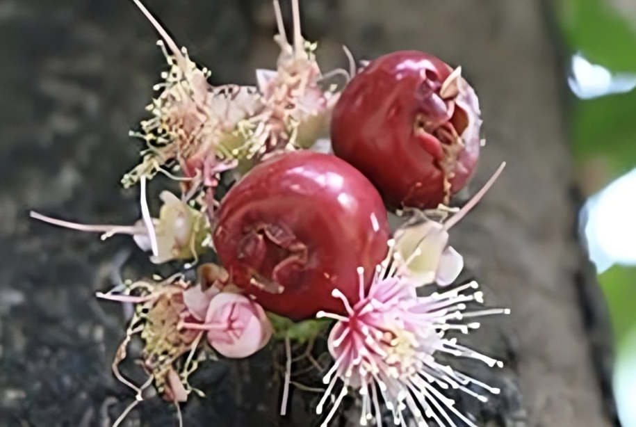 Institut Teknologi Bandung