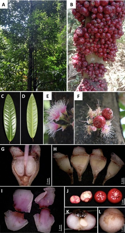 herbarium-bandungense-sith-itb-dan-brin-ungkap-spesies-baru-tumbuhan-endemik-dari-sulawesi-tenggara