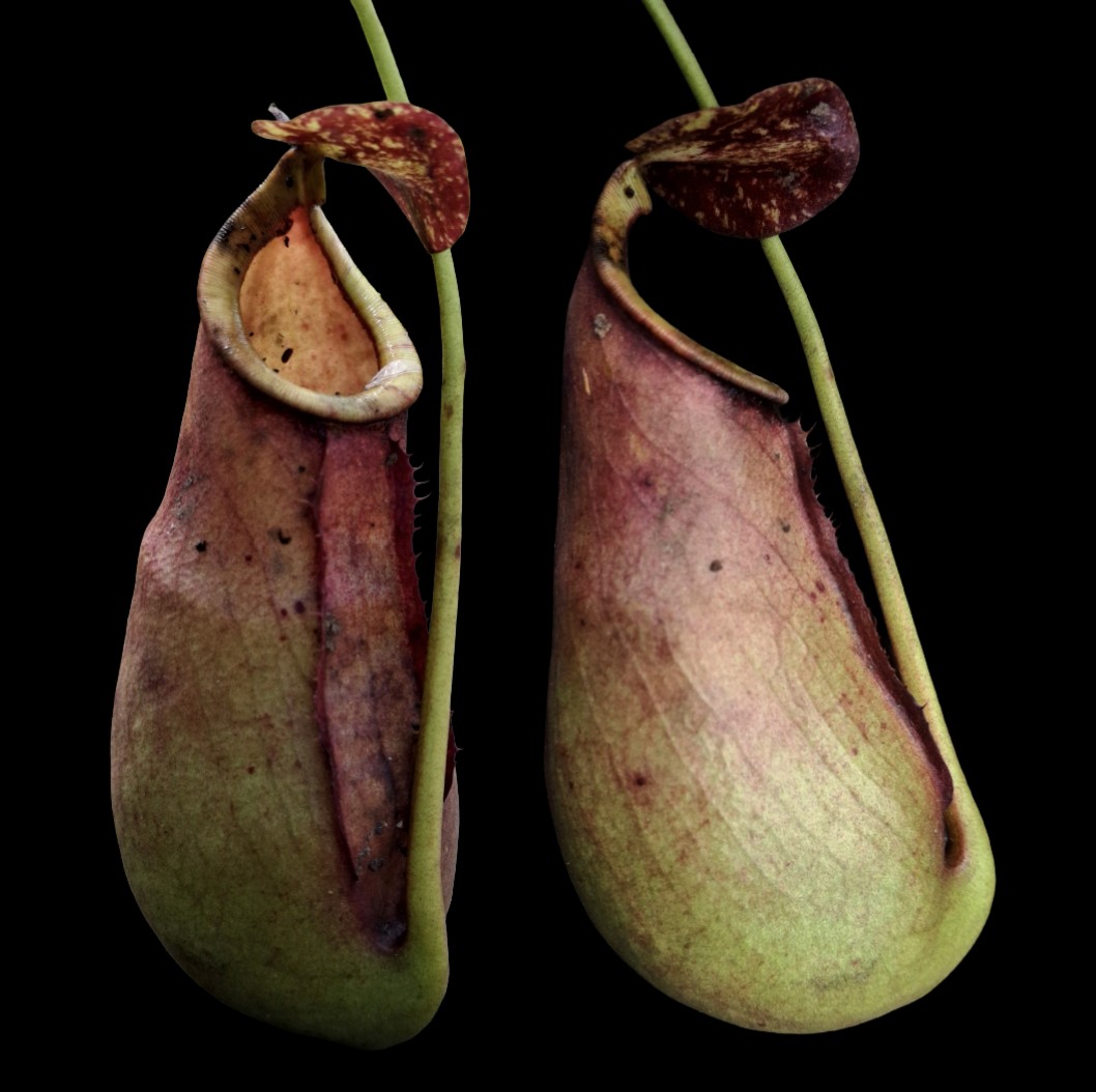 itbbrinipb-collaboration-discovers-a-new-hybrid-pitcher-plant-species-from-west-kalimantan