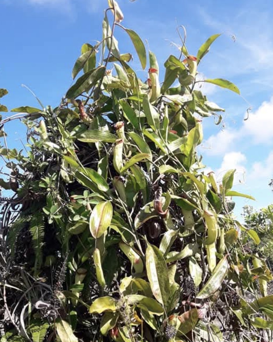 itbbrinipb-collaboration-discovers-a-new-hybrid-pitcher-plant-species-from-west-kalimantan