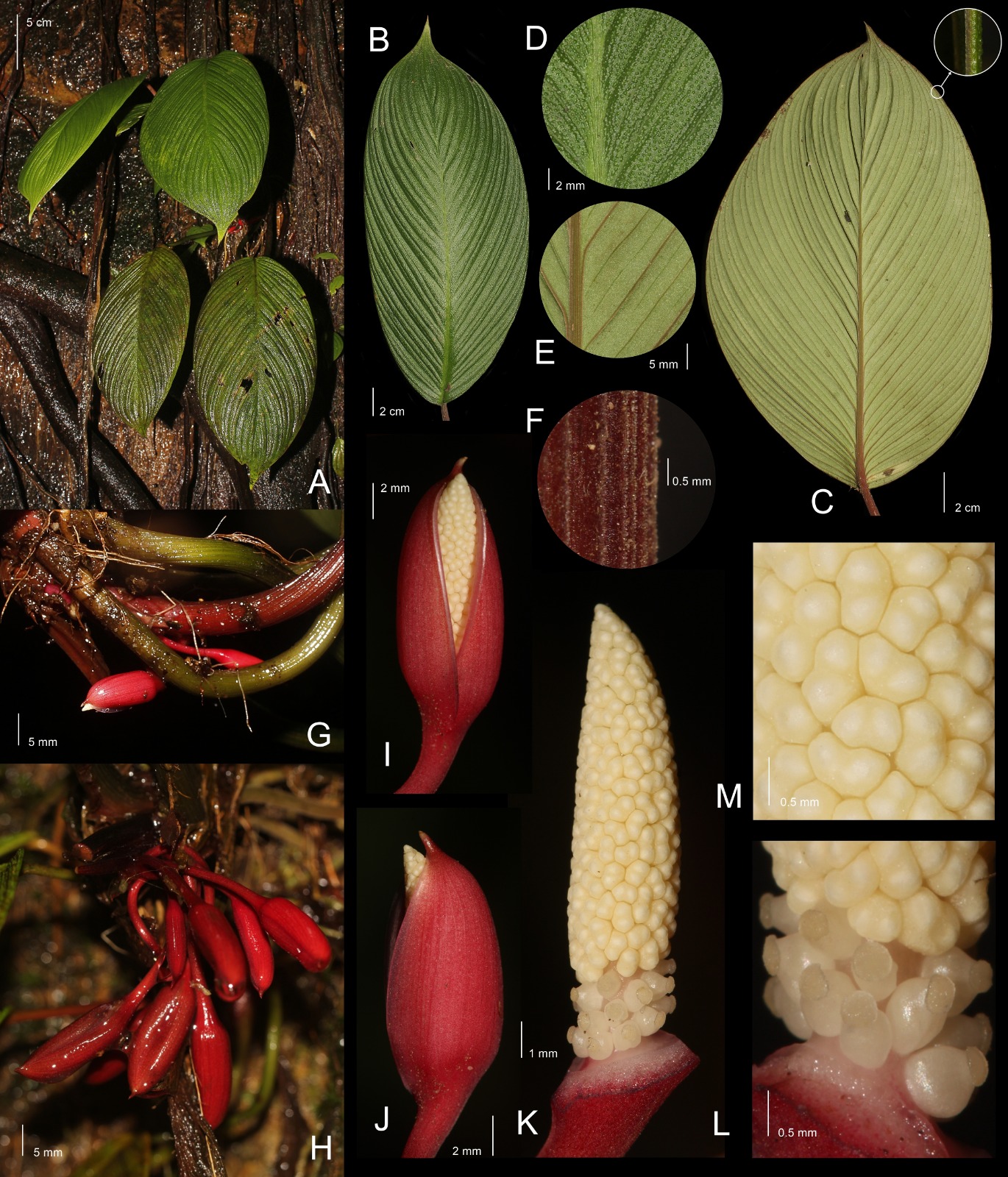 kolaborasi-herbarium-bandungense-sith-itb-dan-tim-peneliti-ungkap-spesies-baru-homalomena-bungamerah-dari-sumatra